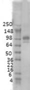 Discs Large MAGUK Scaffold Protein 4 antibody, GTX41975, GeneTex, Western Blot image 