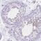 Golgin A6 Family Member B antibody, PA5-62132, Invitrogen Antibodies, Immunohistochemistry frozen image 
