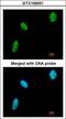 DDX39A antibody, LS-B10825, Lifespan Biosciences, Immunocytochemistry image 