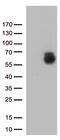 Glypican-1 antibody, CF812438, Origene, Western Blot image 