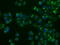 SIL1 Nucleotide Exchange Factor antibody, GTX83642, GeneTex, Immunofluorescence image 
