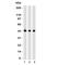 Napsin A Aspartic Peptidase antibody, V7177SAF-100UG, NSJ Bioreagents, Western Blot image 