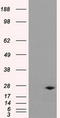 L-xylulose reductase antibody, TA500830, Origene, Western Blot image 