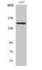 Rho Guanine Nucleotide Exchange Factor 10 antibody, A06958, Boster Biological Technology, Western Blot image 