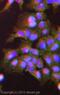 Flotillin 1 antibody, ab41927, Abcam, Immunocytochemistry image 