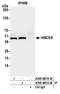 5-Hydroxymethylcytosine Binding, ES Cell Specific antibody, A305-681A-M, Bethyl Labs, Immunoprecipitation image 