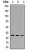 Regulator Of Chromosome Condensation 1 antibody, orb382646, Biorbyt, Western Blot image 