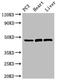 ARRB2 antibody, LS-C502285, Lifespan Biosciences, Western Blot image 