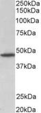 G Protein-Coupled Receptor 83 antibody, TA311458, Origene, Western Blot image 