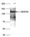 Lysine-specific demethylase 4B antibody, NBP2-59196, Novus Biologicals, Western Blot image 