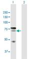 IKAROS Family Zinc Finger 4 antibody, H00064375-D01P, Novus Biologicals, Western Blot image 