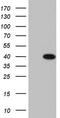 Homeobox protein MOX-1 antibody, TA804789, Origene, Western Blot image 