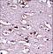 LIM Domain Only 2 antibody, LS-C165810, Lifespan Biosciences, Immunohistochemistry frozen image 