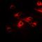 COP9 Signalosome Subunit 5 antibody, orb10393, Biorbyt, Immunofluorescence image 