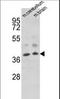 Homeobox protein engrailed-2 antibody, LS-C167753, Lifespan Biosciences, Western Blot image 