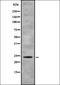 Activation Induced Cytidine Deaminase antibody, orb336936, Biorbyt, Western Blot image 