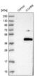 Chromosome 1 Open Reading Frame 56 antibody, PA5-57948, Invitrogen Antibodies, Western Blot image 
