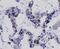 p65 antibody, NBP2-67284, Novus Biologicals, Immunohistochemistry paraffin image 