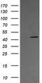 Mitogen-Activated Protein Kinase Kinase 1 antibody, TA506037, Origene, Western Blot image 