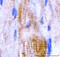 Cadherin 15 antibody, A10888-1, Boster Biological Technology, Immunohistochemistry paraffin image 