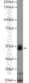 Argininosuccinate lyase antibody, 16645-1-AP, Proteintech Group, Western Blot image 