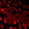 SP5 antibody, orb412034, Biorbyt, Immunofluorescence image 