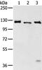Solute Carrier Family 4 Member 3 antibody, PA5-51351, Invitrogen Antibodies, Western Blot image 