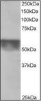 Karyopherin Subunit Alpha 4 antibody, orb88106, Biorbyt, Western Blot image 