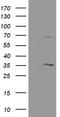 Pyridoxal Phosphate Binding Protein antibody, TA505163S, Origene, Western Blot image 