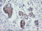 Myeloid Leukemia Factor 1 antibody, LS-C173944, Lifespan Biosciences, Immunohistochemistry paraffin image 