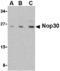 Nucleolar Protein 3 antibody, MBS151174, MyBioSource, Western Blot image 