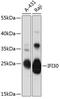 IFI30 Lysosomal Thiol Reductase antibody, 14-734, ProSci, Western Blot image 