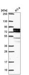 Epithelial splicing regulatory protein 1 antibody, HPA067104, Atlas Antibodies, Western Blot image 