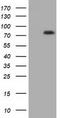 UPF0663 transmembrane protein C17orf28 antibody, TA501403, Origene, Western Blot image 