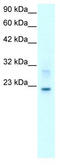 Claudin 9 antibody, TA334197, Origene, Western Blot image 
