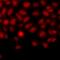 Pc4 antibody, orb412607, Biorbyt, Immunofluorescence image 