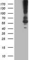 Kga antibody, TA504198S, Origene, Western Blot image 