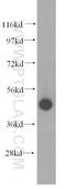 Cell cycle protein p38-2G4 homolog antibody, 10009-3-AP, Proteintech Group, Western Blot image 
