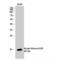 Histone H2B antibody, LS-C380584, Lifespan Biosciences, Western Blot image 