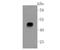 Sarcoglycan Alpha antibody, NBP2-67150, Novus Biologicals, Western Blot image 