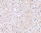 Leucine Rich Glioma Inactivated 1 antibody, NBP1-77320, Novus Biologicals, Immunohistochemistry paraffin image 