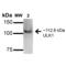Unc-51 Like Autophagy Activating Kinase 1 antibody, SPC-640D-A488, StressMarq, Western Blot image 