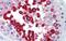 JAZF Zinc Finger 1 antibody, PA5-41686, Invitrogen Antibodies, Immunohistochemistry frozen image 