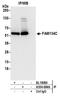 Reticulophagy Regulator Family Member 3 antibody, A304-684A, Bethyl Labs, Immunoprecipitation image 