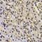 F-box/WD repeat-containing protein 7 antibody, FNab03057, FineTest, Immunohistochemistry paraffin image 