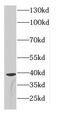 Cell Division Cycle Associated 8 antibody, FNab01544, FineTest, Western Blot image 