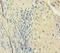 Phosphoglucomutase-1 antibody, orb350628, Biorbyt, Immunohistochemistry paraffin image 