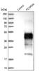 Fc Fragment Of IgG Receptor IIa antibody, NBP1-84589, Novus Biologicals, Western Blot image 