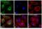 Mouse IgG antibody, 35502, Invitrogen Antibodies, Immunofluorescence image 