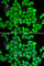 Heterogeneous Nuclear Ribonucleoprotein A2/B1 antibody, A1162, ABclonal Technology, Immunofluorescence image 
